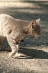 <img100*0:stuff/z/73640/cats%2520reference.2/i1262505646_4.jpg>
