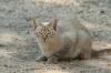 <img100*0:stuff/z/73640/cats%2520reference.2/i1262505646_5.jpg>