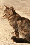 <img100*0:stuff/z/73640/cats%2520reference.2/i1262505646_6.jpg>