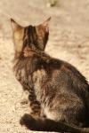 <img100*0:stuff/z/73640/cats%2520reference.2/i1262505646_7.jpg>