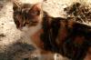 <img100*0:stuff/z/73640/cats%2520reference.2/i1262505647_10.jpg>