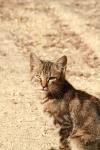 <img100*0:stuff/z/73640/cats%2520reference.2/i1262505647_11.jpg>