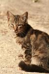 <img100*0:stuff/z/73640/cats%2520reference.2/i1262505647_12.jpg>