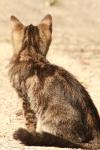 <img100*0:stuff/z/73640/cats%2520reference.2/i1262505647_13.jpg>