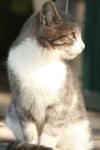 <img100*0:stuff/z/73640/cats%2520reference.2/i1262505647_14.jpg>