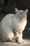 <img100*0:stuff/z/73640/cats%2520reference.2/i1262505647_15.jpg>