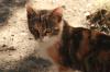 <img100*0:stuff/z/73640/cats%2520reference.2/i1262505647_16.jpg>