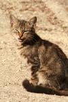<img100*0:stuff/z/73640/cats%2520reference.2/i1262505647_17.jpg>