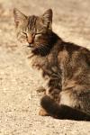 <img100*0:stuff/z/73640/cats%2520reference.2/i1262505647_18.jpg>