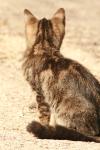 <img100*0:stuff/z/73640/cats%2520reference.2/i1262505647_19.jpg>