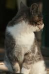 <img100*0:stuff/z/73640/cats%2520reference.2/i1262505647_20.jpg>