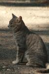 <img100*0:stuff/z/73640/cats%2520reference.2/i1262505647_21.jpg>