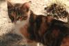 <img100*0:stuff/z/73640/cats%2520reference.2/i1262505647_22.jpg>