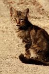 <img100*0:stuff/z/73640/cats%2520reference.2/i1262505647_23.jpg>
