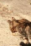 <img100*0:stuff/z/73640/cats%2520reference.2/i1262505647_24.jpg>