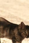 <img100*0:stuff/z/73640/cats%2520reference.2/i1262505647_25.jpg>