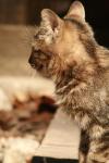<img100*0:stuff/z/73640/cats%2520reference.2/i1262505647_8.jpg>