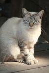 <img100*0:stuff/z/73640/cats%2520reference.2/i1262505647_9.jpg>