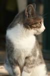 <img100*0:stuff/z/73640/cats%2520reference.2/i1262505648_26.jpg>