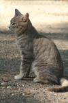 <img100*0:stuff/z/73640/cats%2520reference.2/i1262505648_27.jpg>