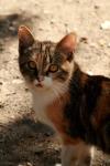 <img100*0:stuff/z/73640/cats%2520reference.2/i1262505648_28.jpg>