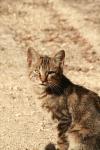<img100*0:stuff/z/73640/cats%2520reference.2/i1262505648_29.jpg>