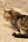 <img100*0:stuff/z/73640/cats%2520reference.2/i1262505648_30.jpg>