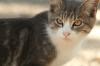 <img100*0:stuff/z/73640/cats%2520reference.2/i1262505648_31.jpg>