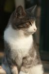 <img100*0:stuff/z/73640/cats%2520reference.2/i1262505648_32.jpg>