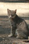 <img100*0:stuff/z/73640/cats%2520reference.2/i1262505648_33.jpg>