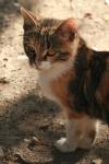 <img100*0:stuff/z/73640/cats%2520reference.2/i1262505648_34.jpg>