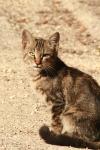 <img100*0:stuff/z/73640/cats%2520reference.2/i1262505648_35.jpg>