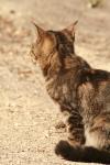 <img100*0:stuff/z/73640/cats%2520reference.2/i1262505648_36.jpg>