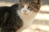 <img100*0:stuff/z/73640/cats%2520reference.2/i1262505648_37.jpg>