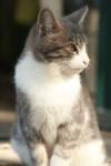 <img100*0:stuff/z/73640/cats%2520reference.2/i1262505648_38.jpg>