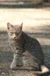 <img100*0:stuff/z/73640/cats%2520reference.2/i1262505648_39.jpg>