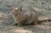 <img100*0:stuff/z/73640/cats%2520reference.2/i1262505648_40.jpg>