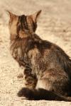 <img100*0:stuff/z/73640/cats%2520reference.2/i1262505648_41.jpg>