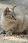 <img100*0:stuff/z/73640/cats%2520reference.3/i1262508328_1.jpg>