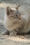 <img100*0:stuff/z/73640/cats%2520reference.3/i1262508328_2.jpg>
