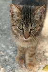<img100*0:stuff/z/73640/cats%2520reference.3/i1262508328_3.jpg>