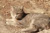 <img100*0:stuff/z/73640/cats%2520reference.3/i1262508328_4.jpg>