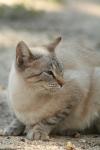 <img100*0:stuff/z/73640/cats%2520reference.3/i1262508328_5.jpg>