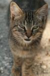 <img100*0:stuff/z/73640/cats%2520reference.3/i1262508328_6.jpg>