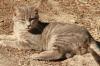 <img100*0:stuff/z/73640/cats%2520reference.3/i1262508328_7.jpg>
