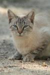 <img100*0:stuff/z/73640/cats%2520reference.3/i1262508328_8.jpg>