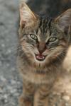 <img100*0:stuff/z/73640/cats%2520reference.3/i1262508328_9.jpg>