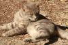 <img100*0:stuff/z/73640/cats%2520reference.3/i1262508329_10.jpg>