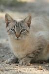 <img100*0:stuff/z/73640/cats%2520reference.3/i1262508329_11.jpg>