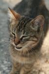 <img100*0:stuff/z/73640/cats%2520reference.3/i1262508329_12.jpg>